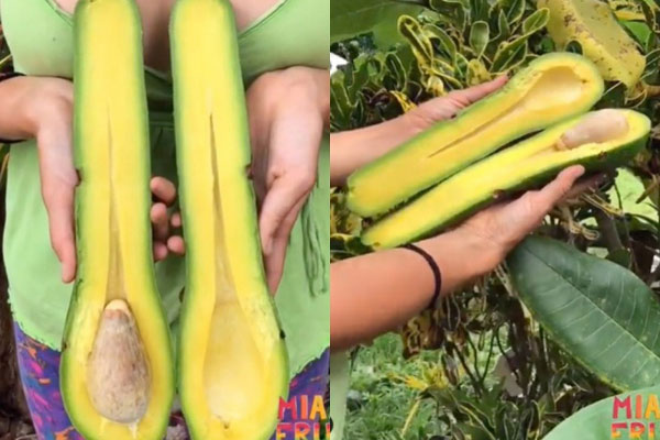 Loại quả từng mọc dại bỗng dưng thành đặc sản, chị em ưa chuộng dù giá tới 170.000 đồng/kg-4