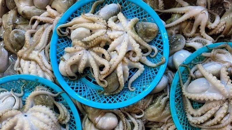 Bật mí cách làm sạch mực, bạch tuộc cực nhanh gọn và đơn giản-2