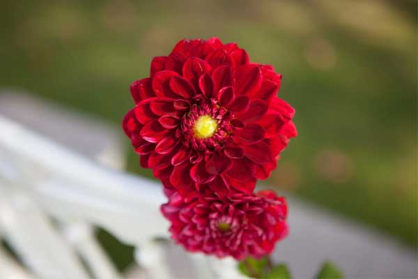 Tháng 4 này mang đến vận may cho 3 con giáp, công việc kết trái, tình ái đơm hoa-4