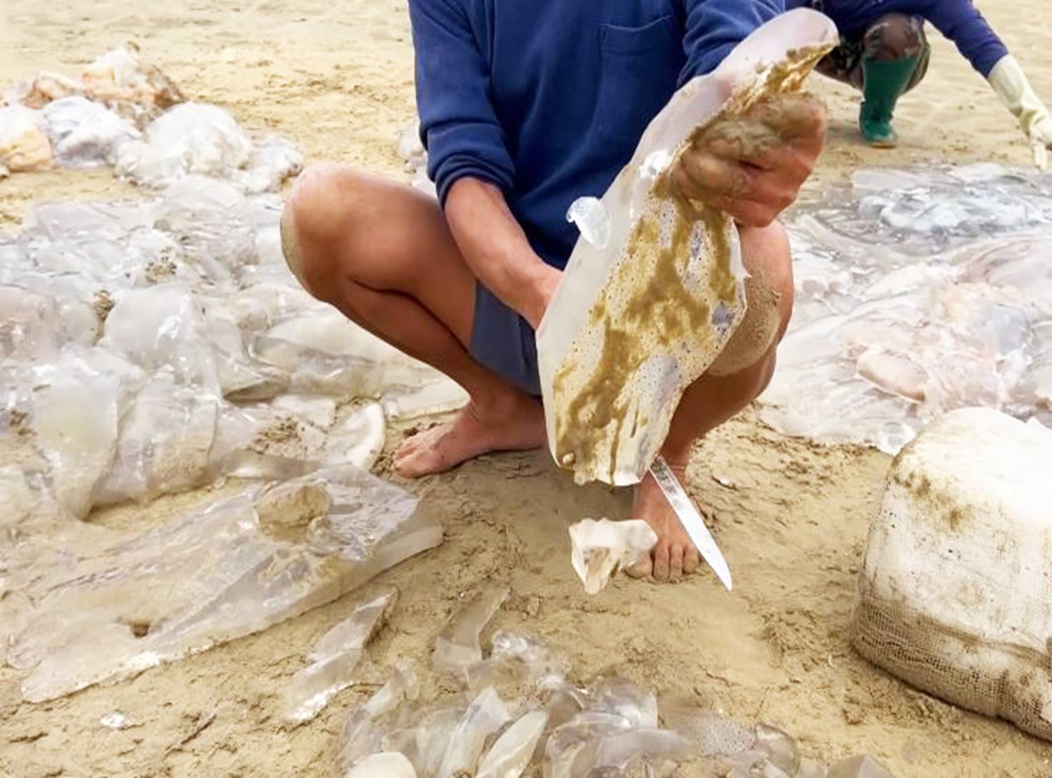 Ngư dân cắt nhỏ sứa trộn với cát biển, dân tình phẫn nộ vì mất vệ sinh, nghe giải thích mới ngỡ ngàng-6