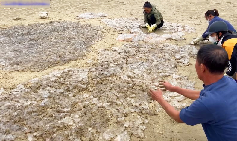 Ngư dân cắt nhỏ sứa trộn với cát biển, dân tình phẫn nộ vì mất vệ sinh, nghe giải thích mới ngỡ ngàng-7