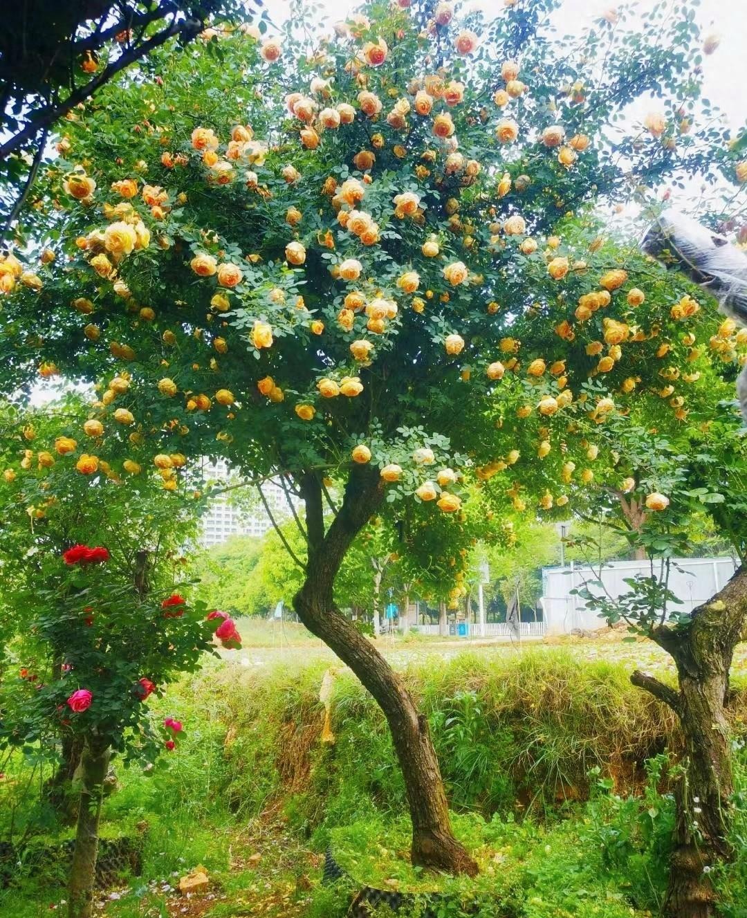 Cây cảnh quen mà lạ, nhiều hoa, ít sâu bệnh, trồng trong nhà xua đuổi xui xẻo, chiêu may, hút lộc-1