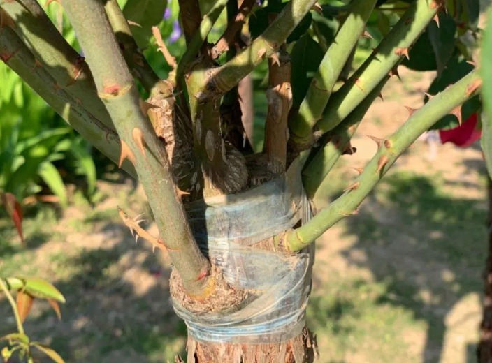 Cây cảnh quen mà lạ, nhiều hoa, ít sâu bệnh, trồng trong nhà xua đuổi xui xẻo, chiêu may, hút lộc-3