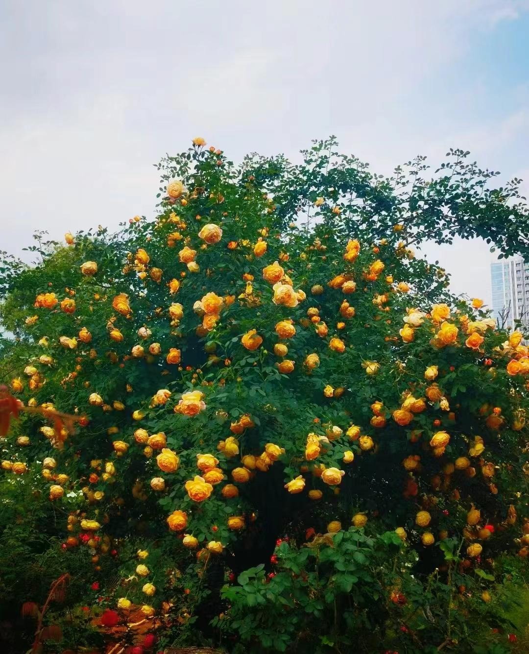 Cây cảnh quen mà lạ, nhiều hoa, ít sâu bệnh, trồng trong nhà xua đuổi xui xẻo, chiêu may, hút lộc-7