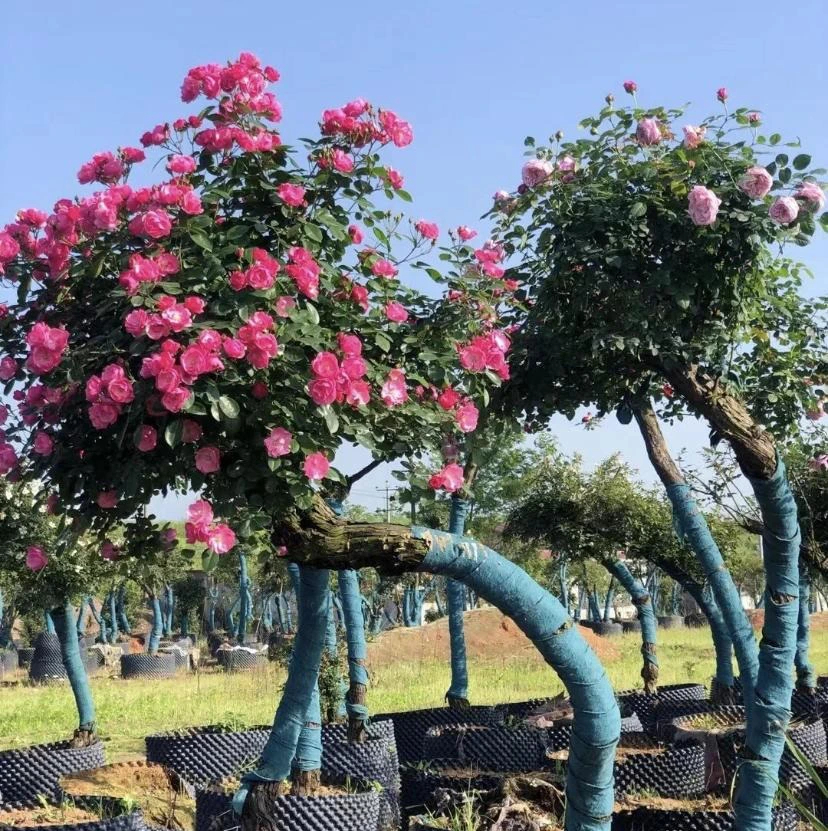 Cây cảnh quen mà lạ, nhiều hoa, ít sâu bệnh, trồng trong nhà xua đuổi xui xẻo, chiêu may, hút lộc-15