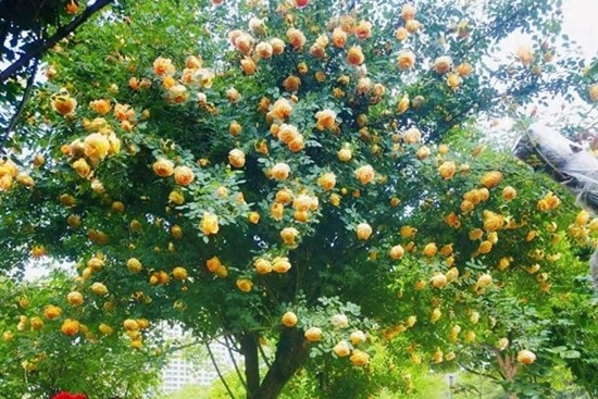Cây cảnh quen mà lạ, nhiều hoa, ít sâu bệnh, trồng trong nhà xua đuổi xui xẻo, chiêu may, hút lộc