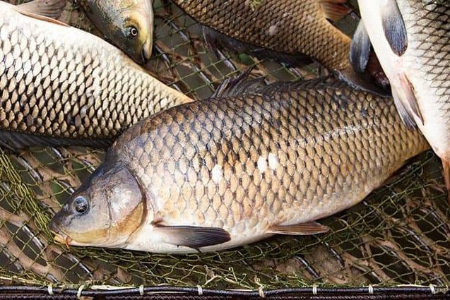 Loại cá linh dược cho đàn ông, thực phẩm vàng cho bà bầu, nướng sa tế cực thơm-1