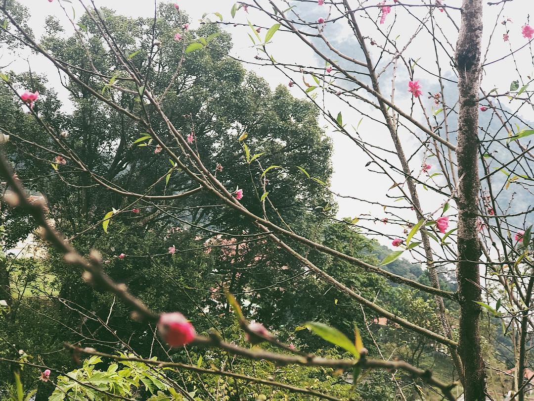 Biệt thự Tam Đảo - nơi hơn 1 năm trước được đồn là địa điểm tổ chức đám hỏi của Hoàng Thùy Linh và Đen Vâu-13