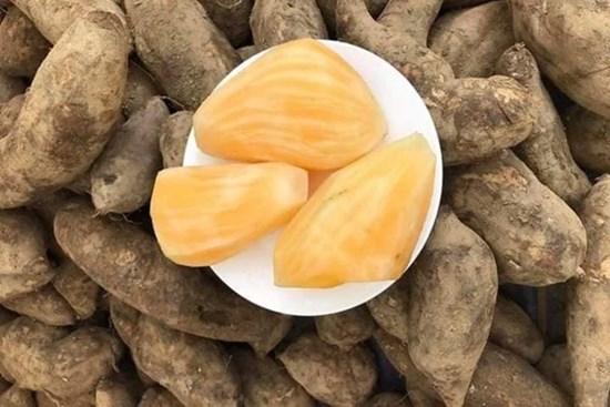 1 loại củ ngọt mát tốt ngang nhân sâm, thuốc bổ vừa giúp hạ đường huyết, vừa cứu tinh cho người giảm cân
