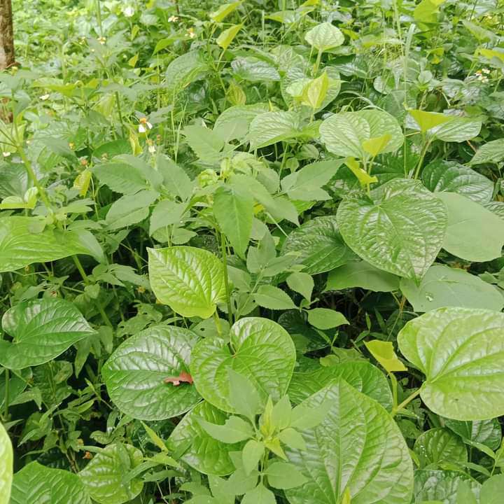 Chỉ đi hái thứ lá này đem bán, có người kiếm nửa triệu mỗi ngày-3