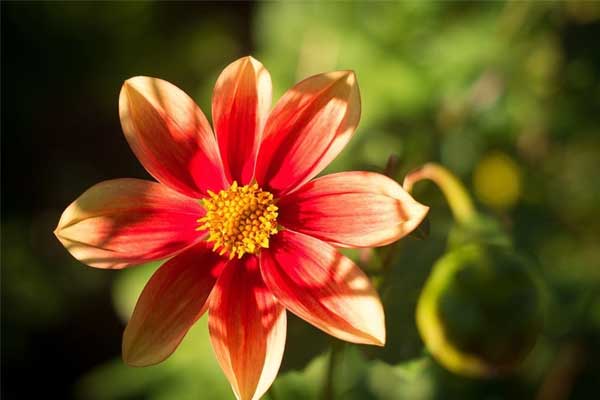 Nửa đầu năm 2024, 3 con giáp có quý nhân đồng hành, tin vui gõ cửa, giàu lên từng ngày-2