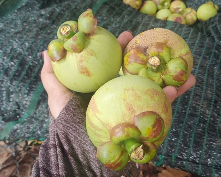 Măng cụt xanh gọt vỏ giá lên đến hơn 800.000 đồng/cân vẫn cháy” hàng-1