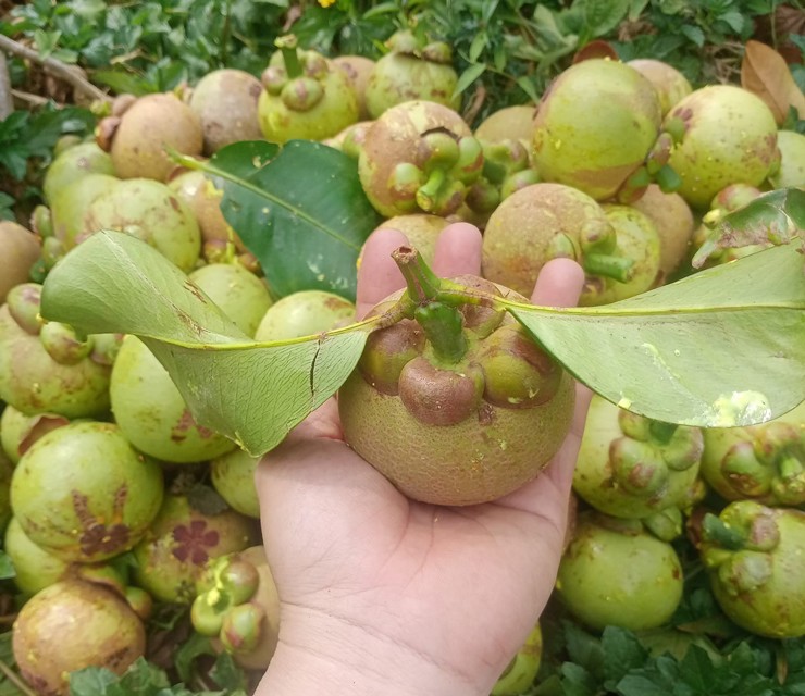 Măng cụt xanh gọt vỏ giá lên đến hơn 800.000 đồng/cân vẫn cháy” hàng-2