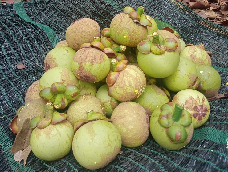Măng cụt xanh gọt vỏ giá lên đến hơn 800.000 đồng/cân vẫn cháy” hàng-3