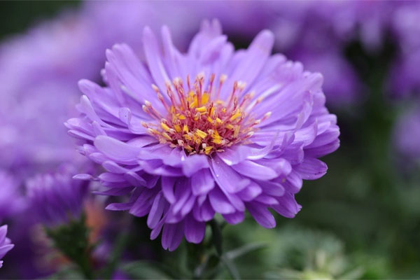 Kiếp này số mệnh sung túc, 3 con giáp sau gặp vô vàn vận may, không thiếu tiền để làm giàu-4