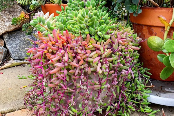 Cây cảnh may mắn, chuỗi đá quý đổi màu theo ánh nắng, như treo bùa chiêu tài, gọi lộc trong nhà-1