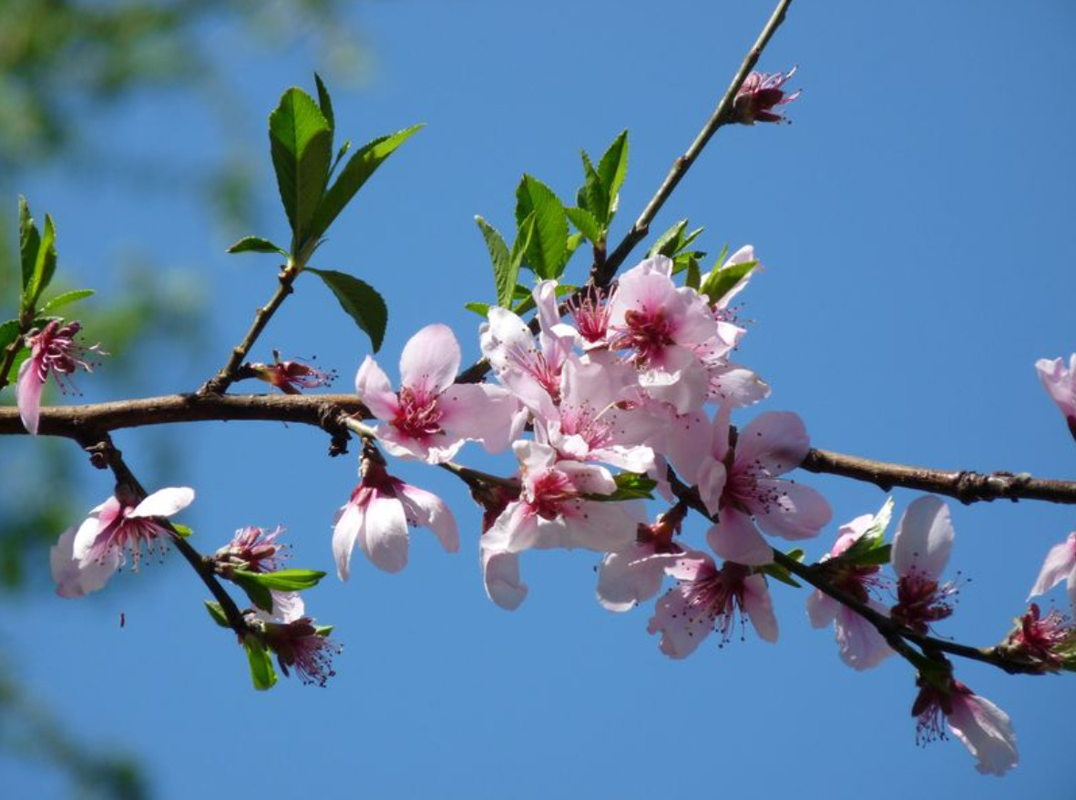 Chàng trai mắc chứng ảo tưởng tất cả nữ sinh trong trường đều thích mình-1