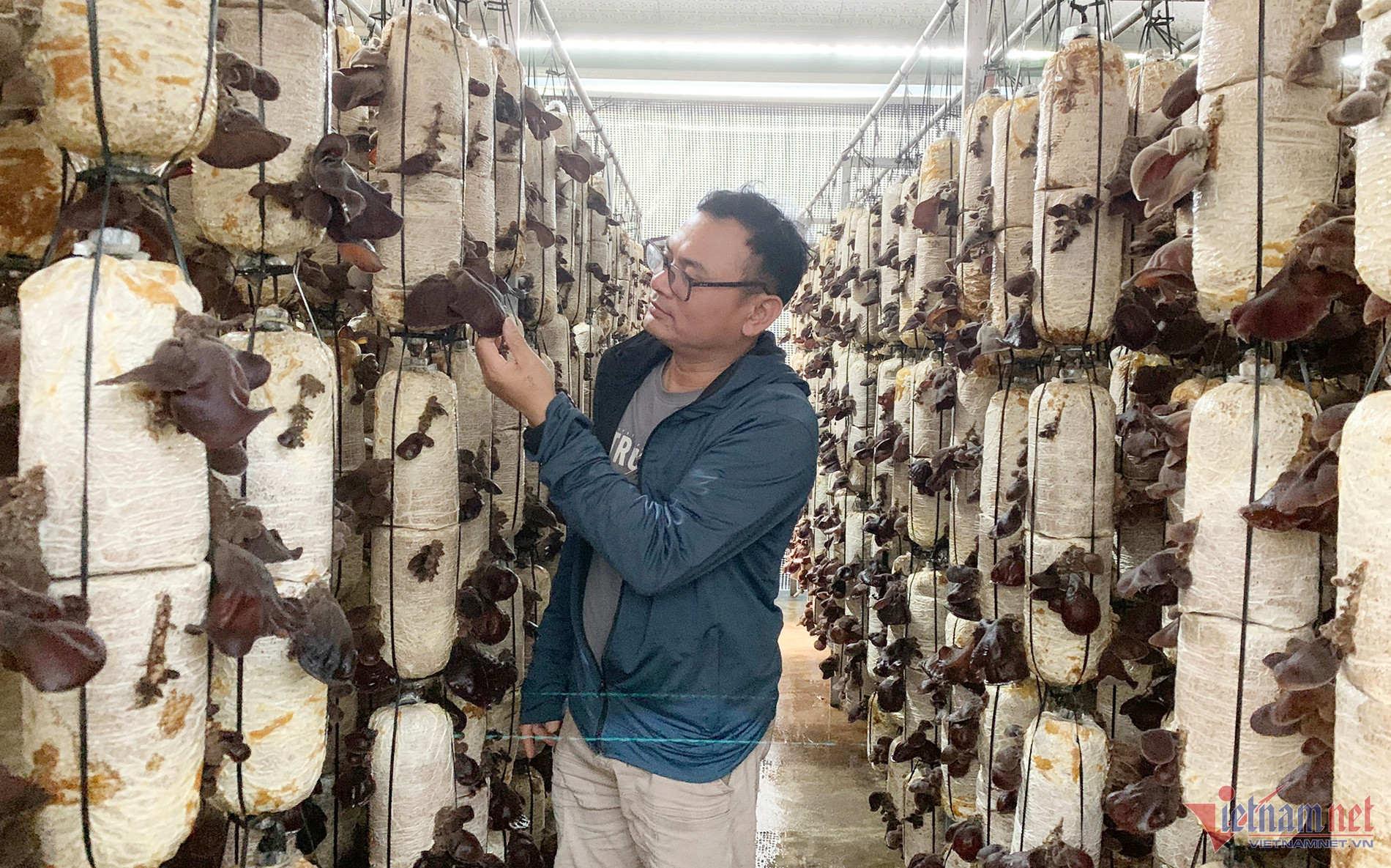 Quyết làm lại sau 10 năm xuất ngoại, anh nông dân thu nửa tỷ từ nấm bào ngư-1