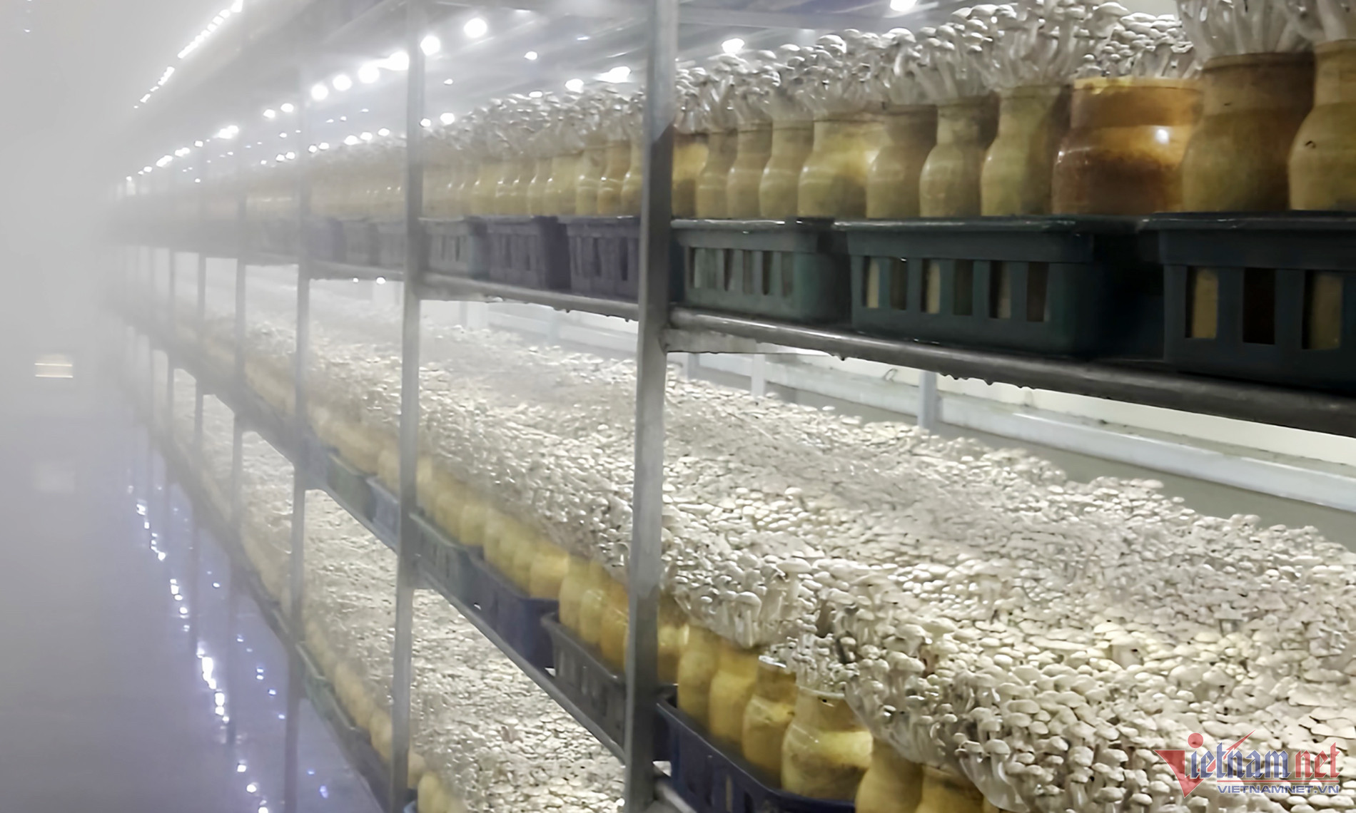 Quyết làm lại sau 10 năm xuất ngoại, anh nông dân thu nửa tỷ từ nấm bào ngư-4