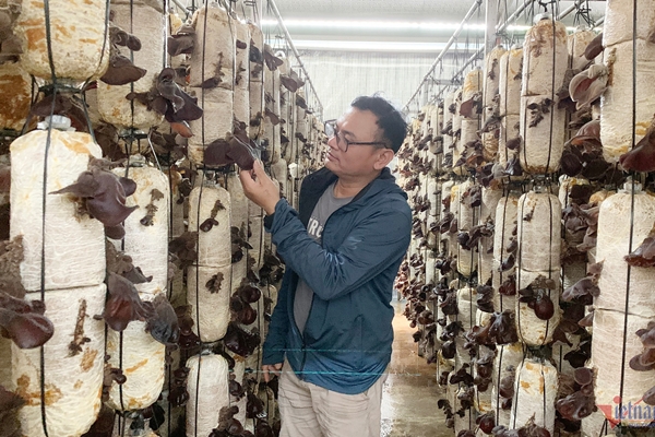 Nấm tiên dược mọc trên cây dâu tằm, giá trên trời gần 6 triệu/kg vẫn cháy hàng-5