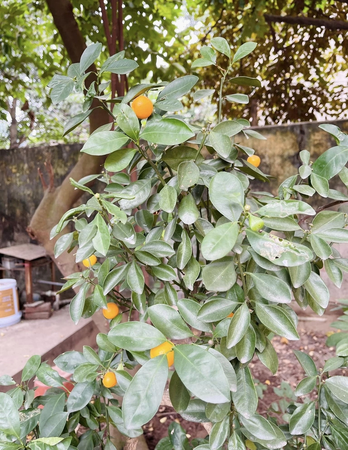 Cận cảnh căn nhà 3 tầng của NSƯT Hương Tươi-11