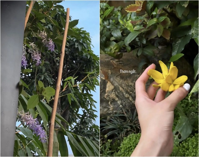 Vợ quốc dân Phương Ly sống trong cơ ngơi xinh: Khu vườn ngập tràn hoa lá, có cụ cây gần 200 tuổi-2