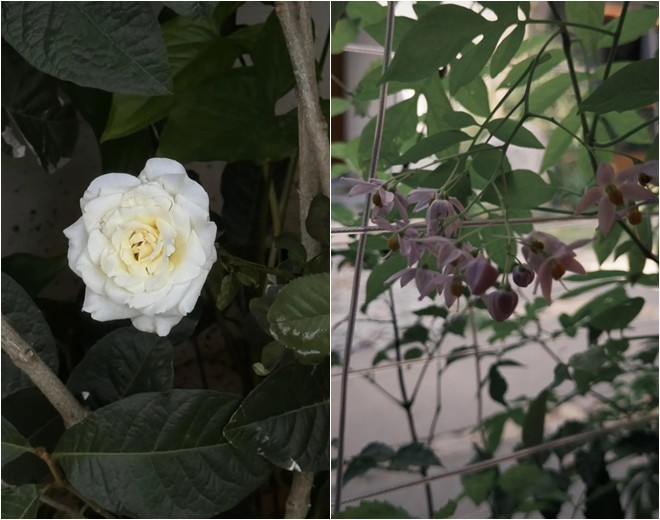 Vợ quốc dân Phương Ly sống trong cơ ngơi xinh: Khu vườn ngập tràn hoa lá, có cụ cây gần 200 tuổi-3