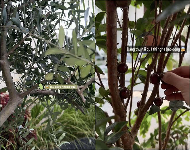 Vợ quốc dân Phương Ly sống trong cơ ngơi xinh: Khu vườn ngập tràn hoa lá, có cụ cây gần 200 tuổi-5