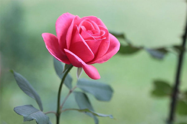 Tháng 4 tài lộc như mưa: 3 con giáp nói ít làm nhiều, số đỏ như son, túi tiền vơi lại đầy-1