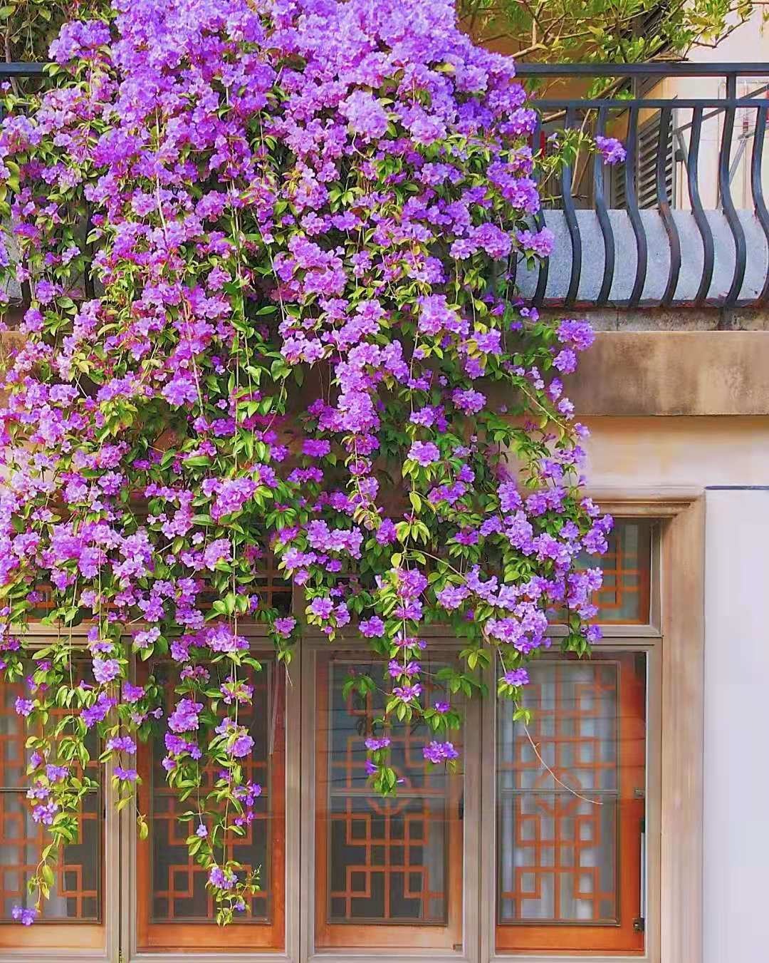 Cây cảnh tên gọi quê mùa, xinh đẹp như tiên, mùi thơm độc lạ, có khả năng thu hút tài vận, may mắn-1