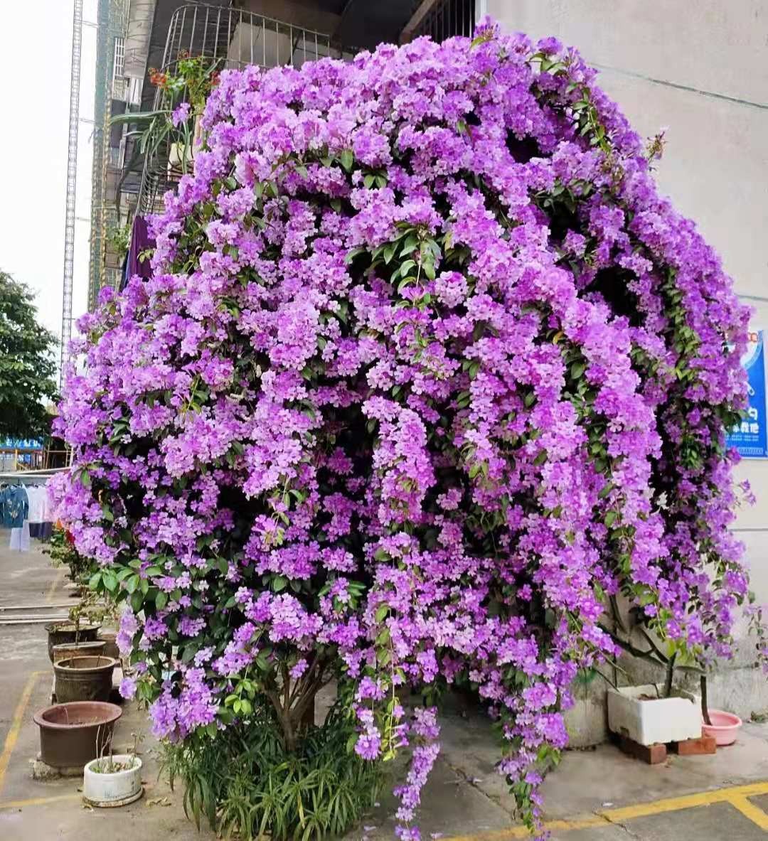 Cây cảnh tên gọi quê mùa, xinh đẹp như tiên, mùi thơm độc lạ, có khả năng thu hút tài vận, may mắn-2