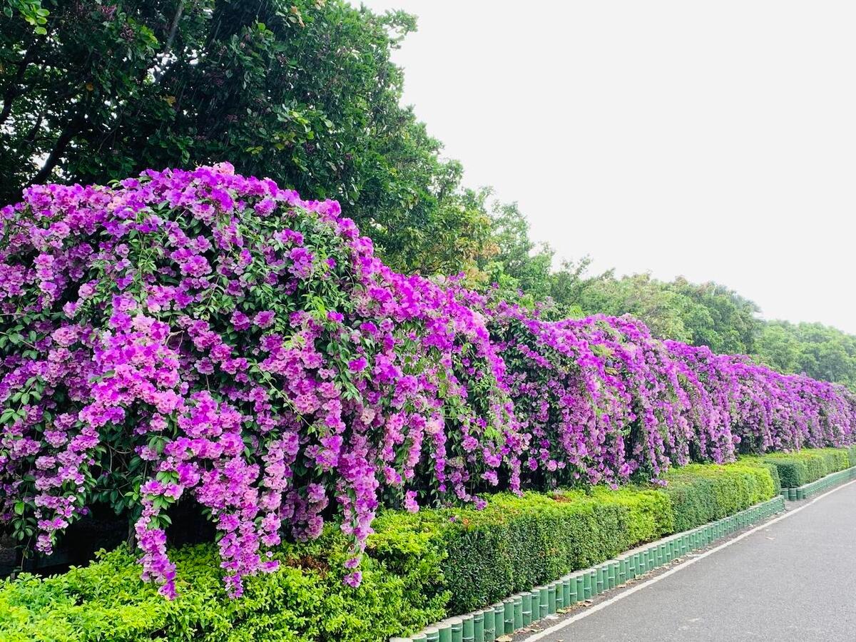 Cây cảnh tên gọi quê mùa, xinh đẹp như tiên, mùi thơm độc lạ, có khả năng thu hút tài vận, may mắn-3