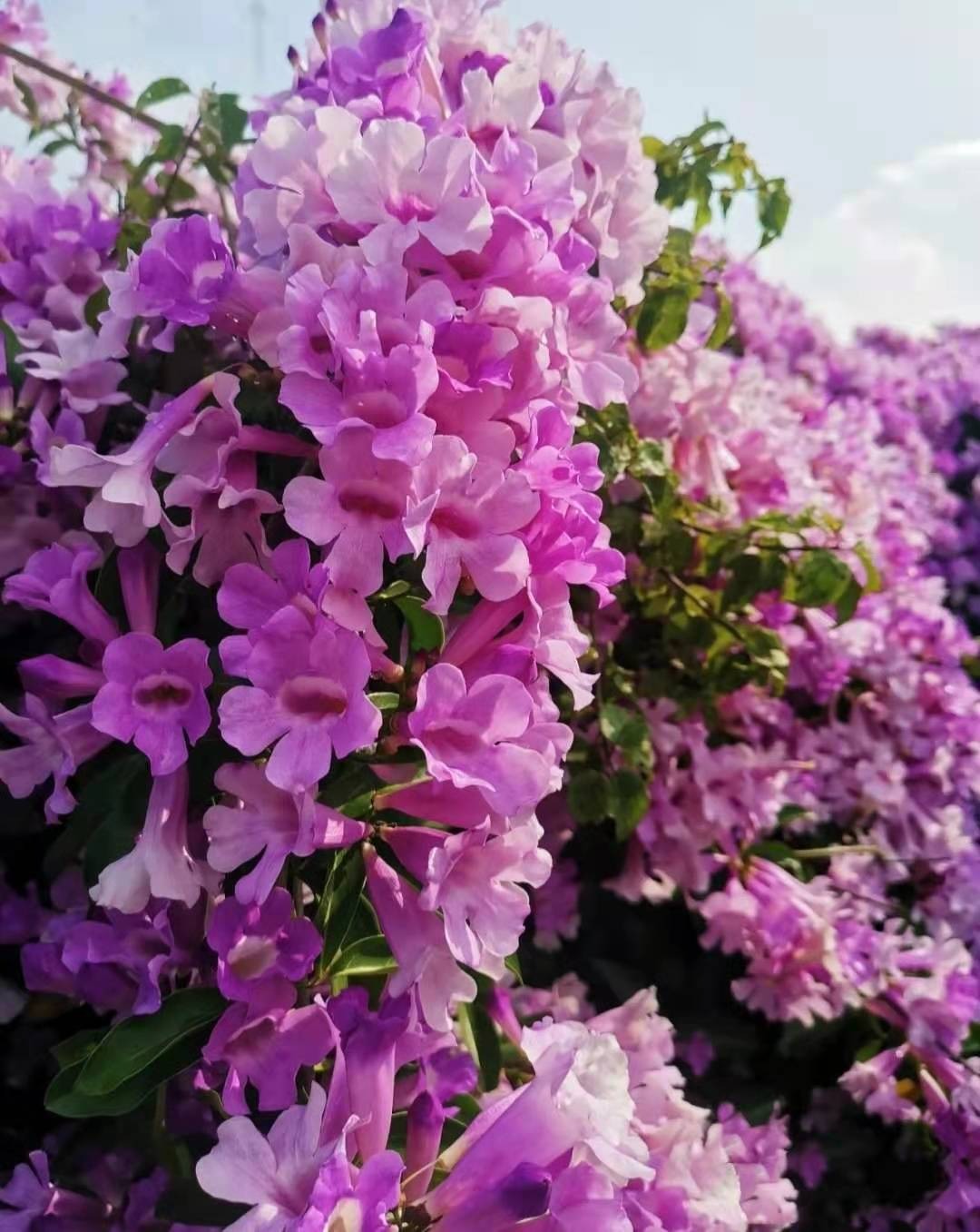 Cây cảnh tên gọi quê mùa, xinh đẹp như tiên, mùi thơm độc lạ, có khả năng thu hút tài vận, may mắn-4