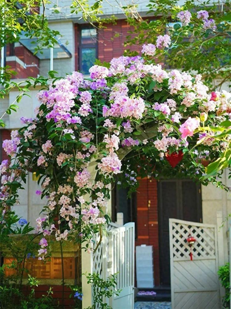 Cây cảnh tên gọi quê mùa, xinh đẹp như tiên, mùi thơm độc lạ, có khả năng thu hút tài vận, may mắn-5