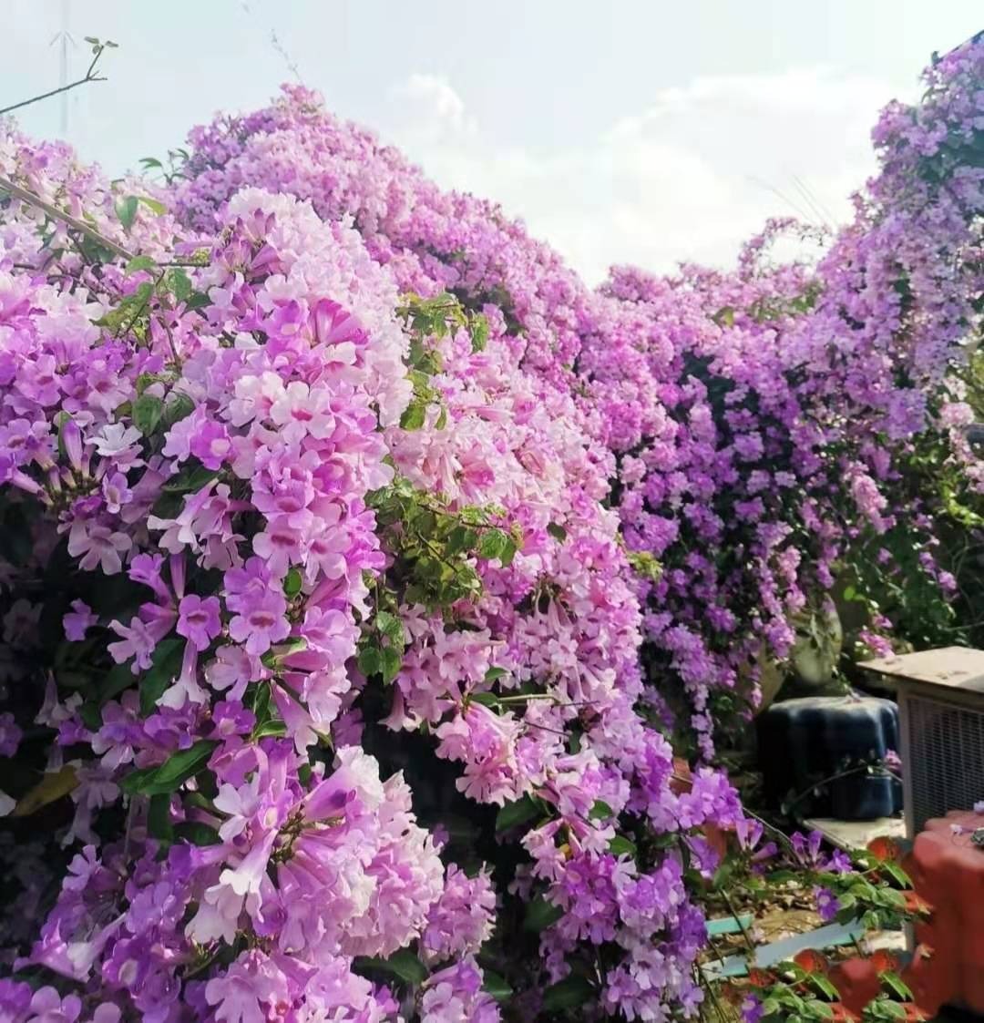 Cây cảnh tên gọi quê mùa, xinh đẹp như tiên, mùi thơm độc lạ, có khả năng thu hút tài vận, may mắn-6