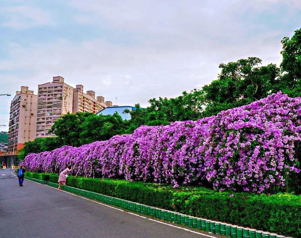 Cây cảnh tên gọi quê mùa, xinh đẹp như tiên, mùi thơm độc lạ, có khả năng thu hút tài vận, may mắn-8