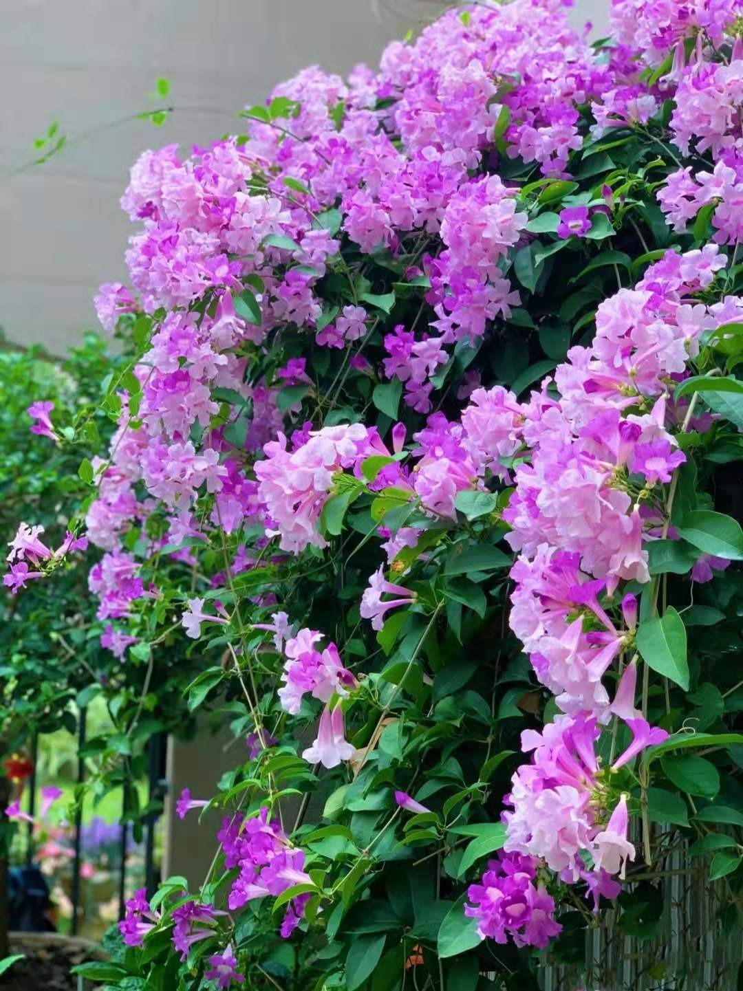 Cây cảnh tên gọi quê mùa, xinh đẹp như tiên, mùi thơm độc lạ, có khả năng thu hút tài vận, may mắn-9