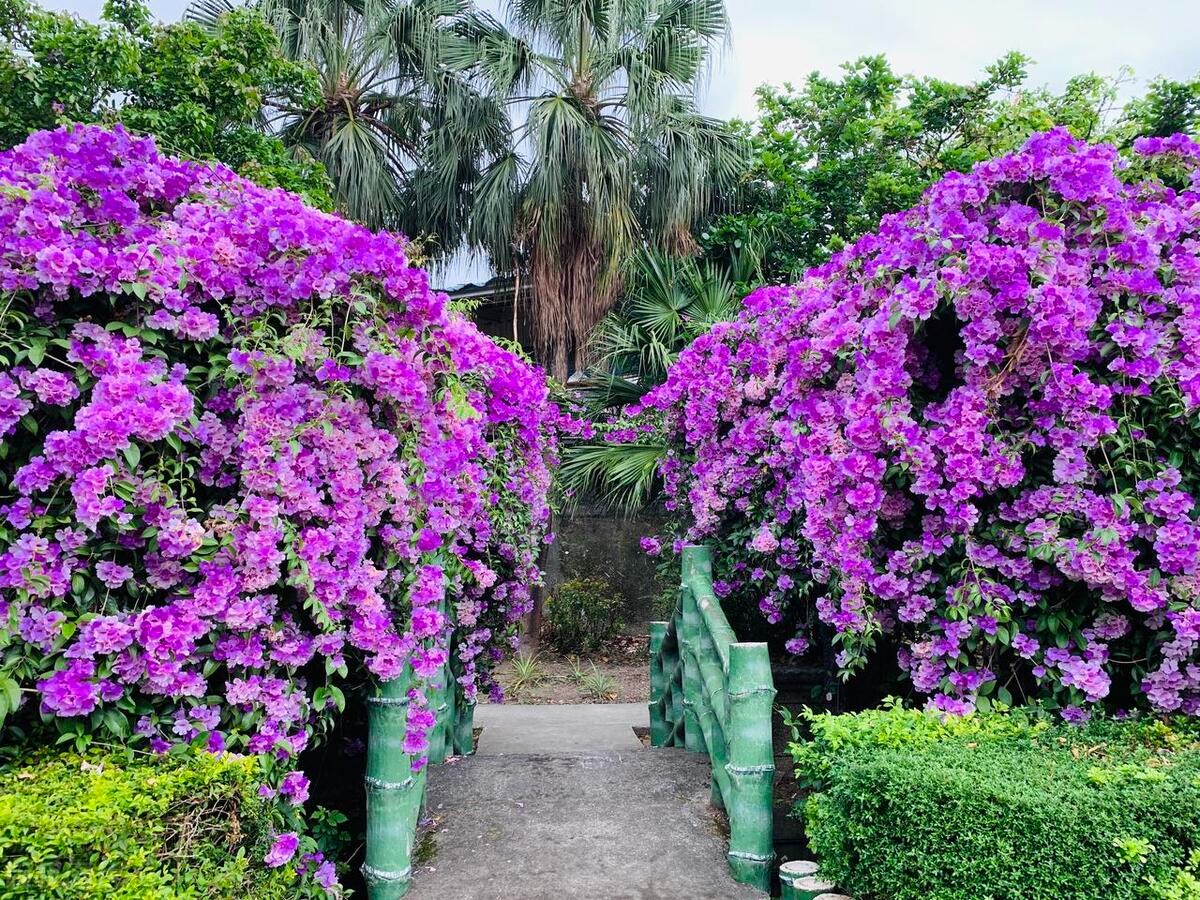 Cây cảnh tên gọi quê mùa, xinh đẹp như tiên, mùi thơm độc lạ, có khả năng thu hút tài vận, may mắn-10