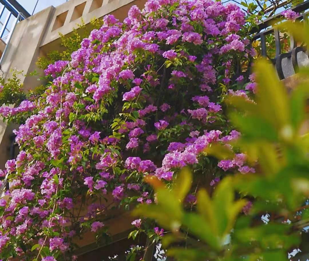 Cây cảnh tên gọi quê mùa, xinh đẹp như tiên, mùi thơm độc lạ, có khả năng thu hút tài vận, may mắn-14