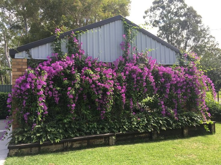 Cây cảnh tên gọi quê mùa, xinh đẹp như tiên, mùi thơm độc lạ, có khả năng thu hút tài vận, may mắn-15