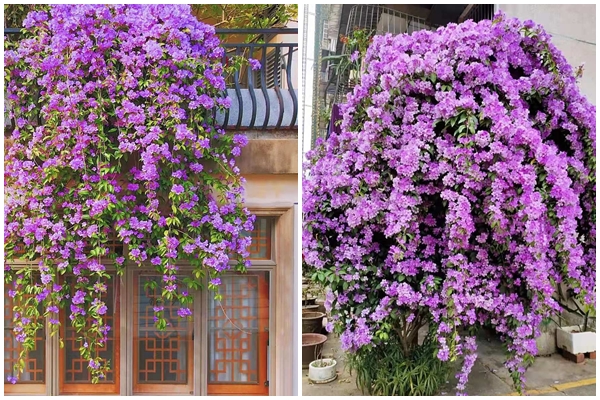 Trồng cây cảnh cô gái ngàn mặt, biển hoa khổng lồ, muôn màu rực rỡ, gia đình thịnh vượng, sung túc-19