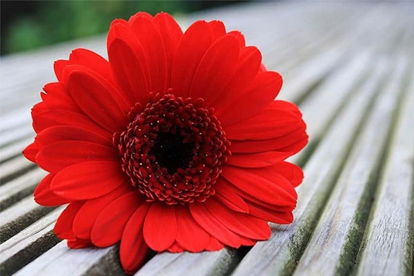 Sẵn sàng học hỏi: 3 con giáp bứt phá không ngừng, tiền tài dư dả trong nửa đầu tháng 4-1