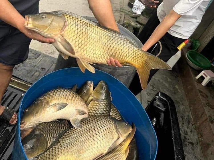 Cá chép giòn rao bán với giá siêu rẻ”, chỉ từ 45 nghìn đồng/kg, nguồn gốc ở đâu?-1