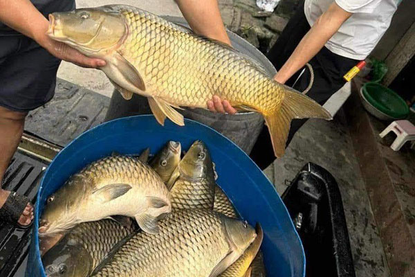 Loại cá không xương, chưa ai nuôi được, đã vào mùa, giá bán 250.000 đồng/kg-4