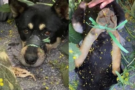 Chú chó bị bịt miệng, trói chân rồi bỏ ở nơi hẻo lánh, hình ảnh hiện trường khiến dân mạng Hàn Quốc phẫn nộ