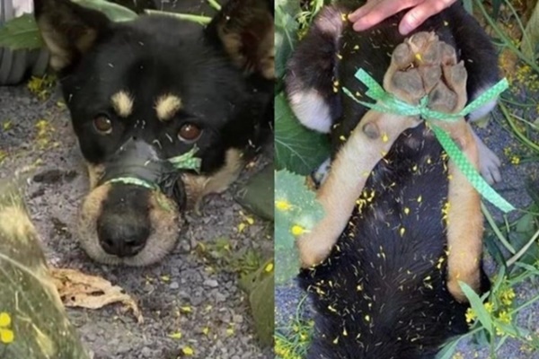 Chú chó bị bịt miệng, trói chân rồi bỏ ở nơi hẻo lánh, hình ảnh hiện trường khiến dân mạng Hàn Quốc phẫn nộ-1
