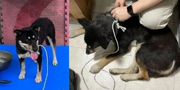 Chú chó bị bịt miệng, trói chân rồi bỏ ở nơi hẻo lánh, hình ảnh hiện trường khiến dân mạng Hàn Quốc phẫn nộ-2