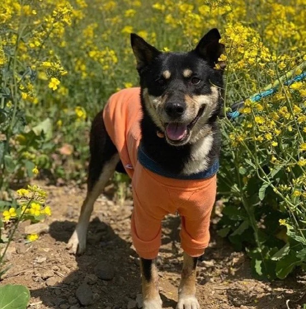 Chú chó bị bịt miệng, trói chân rồi bỏ ở nơi hẻo lánh, hình ảnh hiện trường khiến dân mạng Hàn Quốc phẫn nộ-3