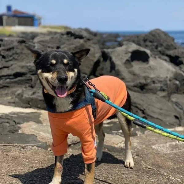 Chú chó bị bịt miệng, trói chân rồi bỏ ở nơi hẻo lánh, hình ảnh hiện trường khiến dân mạng Hàn Quốc phẫn nộ-4