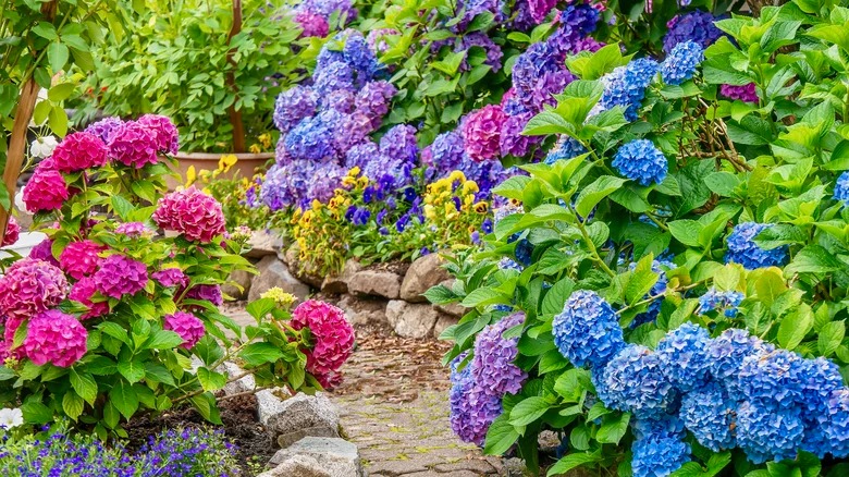 Trồng cây cảnh cô gái ngàn mặt, biển hoa khổng lồ, muôn màu rực rỡ, gia đình thịnh vượng, sung túc-1